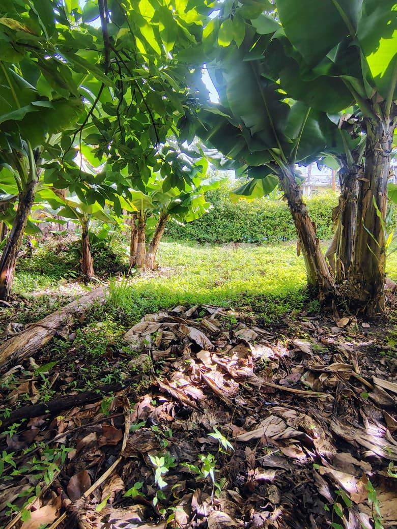 Terreno en venta · Guásimos, Táchira — foto 2 de 10