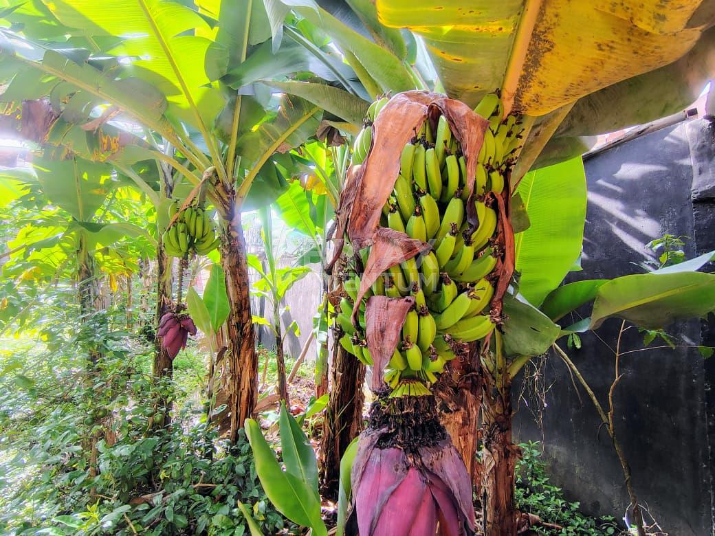 Terreno en venta · Guásimos, Táchira — foto 5 de 10
